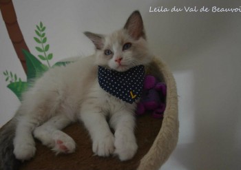 femelle blue bicolour - Chatterie Ragdolls du Val de Beauvoir